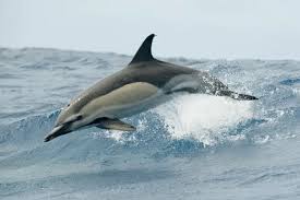 Image result for Delphinus delphis