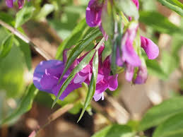 Attēlu rezultāti vaicājumam “Lathyrus vernus leaf”