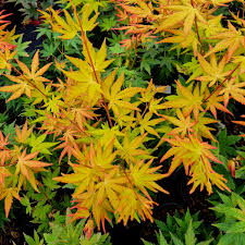 Image result for Acer palmatum `Orange Dream`