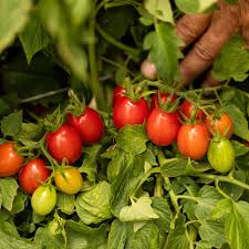 Attēlu rezultāti vaicājumam “Lycopersicon esculentum”