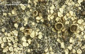 Attēlu rezultāti vaicājumam “Trapelia coarctata”