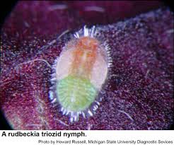 Attēlu rezultāti vaicājumam “Trioza dispar nymph”