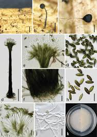 Attēlu rezultāti vaicājumam “Sanionia uncinata  sporophyte”