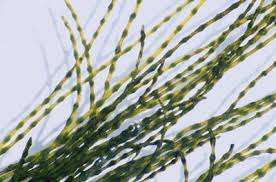 Attēlu rezultāti vaicājumam “Lemanea fluviatilis”