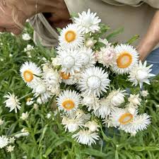 Image result for Helichrysum lindleyii