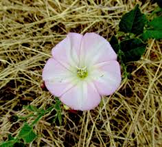 Attēlu rezultāti vaicājumam “Convolvulus arvensis flower”