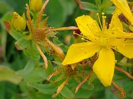 Attēlu rezultāti vaicājumam “Hypericum perforatum bud”
