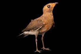 Image result for Glareola maldivarum