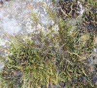 Attēlu rezultāti vaicājumam “Sciuro-hypnum reflexum sporophyte”