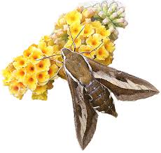 Attēlu rezultāti vaicājumam “Chortodes fluxa”