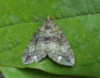 Attēlu rezultāti vaicājumam “Hydriomena furcata”