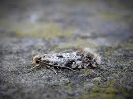 Attēlu rezultāti vaicājumam “Nemapogon cloacella”