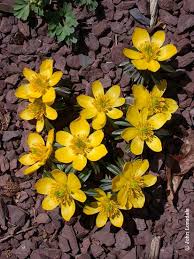 Attēlu rezultāti vaicājumam “Eranthis hyemalis”