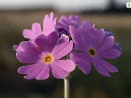 Attēlu rezultāti vaicājumam “Primula farinosa flower”