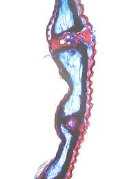 Attēlu rezultāti vaicājumam “Carex digitata leaf”