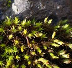 Attēlu rezultāti vaicājumam “Schistidium apocarpum”