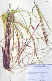 Attēlu rezultāti vaicājumam “Carex appropinquata”