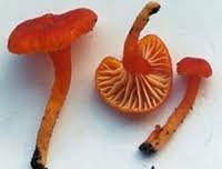 Attēlu rezultāti vaicājumam “Hygrocybe cantharellus”