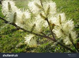 Attēlu rezultāti vaicājumam “Salix aurita flower”