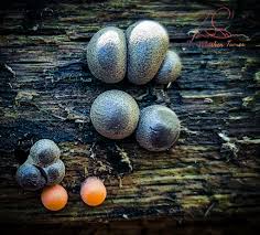 Attēlu rezultāti vaicājumam “Lycogala miserum macro”