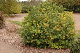 Attēlu rezultāti vaicājumam “Viburnum opulus flower”