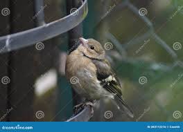 Attēlu rezultāti vaicājumam “Fringilla coelebs juvenile”