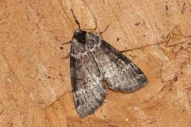 Attēlu rezultāti vaicājumam “Tetheella fluctuosa”