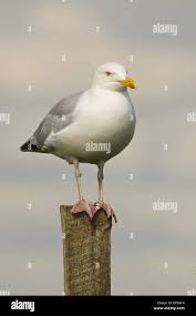 Attēlu rezultāti vaicājumam “Larus argentatus adult”