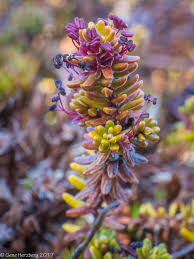 Attēlu rezultāti vaicājumam “Empetrum nigrum flower”