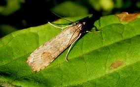 Attēlu rezultāti vaicājumam “Nomophila noctuella”