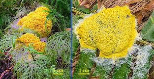 Attēlu rezultāti vaicājumam “Fuligo septica var. candida plasmodium”