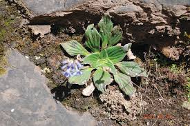 Attēlu rezultāti vaicājumam “Orobanche coerulescens bud”