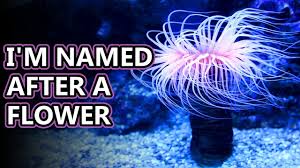 Image result for sea Anemone