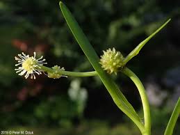 Attēlu rezultāti vaicājumam “Sparganium minimum fruit”