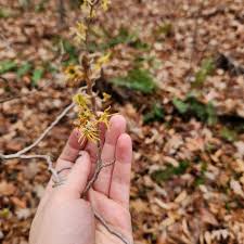 Attēlu rezultāti vaicājumam “Hamamelis virginiana flower”