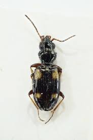 Attēlu rezultāti vaicājumam “Bembidion sp.”