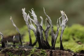 Attēlu rezultāti vaicājumam “Xylaria hypoxylon”