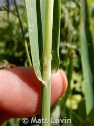 Attēlu rezultāti vaicājumam “Cinna latifolia”