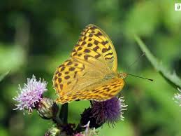 Attēlu rezultāti vaicājumam “Argynnis paphia underside”