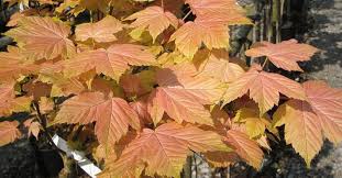 Attēlu rezultāti vaicājumam “Acer pseudoplatanus”