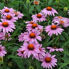 Image result for Echinacea angustifolia