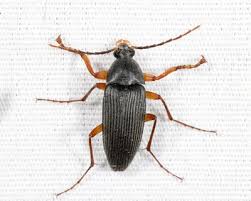 Attēlu rezultāti vaicājumam “Alleculidae”