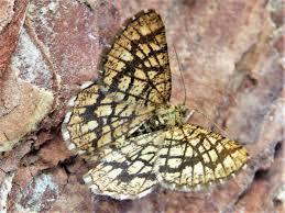 Attēlu rezultāti vaicājumam “Chiasmia clathrata”