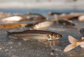 Image result for Osmerus eperlanus