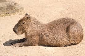 Attēlu rezultāti vaicājumam “Hydrochoerus hydrochaeris”