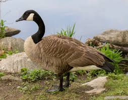 Attēlu rezultāti vaicājumam “Branta canadensis”