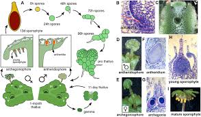 Attēlu rezultāti vaicājumam “Marchantia polymorpha”
