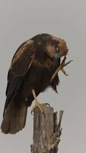 Image result for Calderglen Harriers