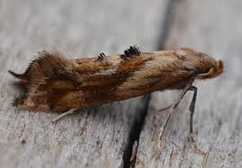 Attēlu rezultāti vaicājumam “Epermenia falciformis”