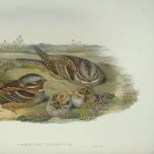 Attēlu rezultāti vaicājumam “Caprimulgus europaeus nest”